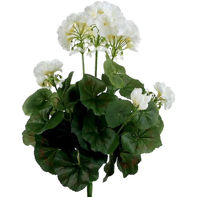 Viana Geraniumstruik wit 38cm