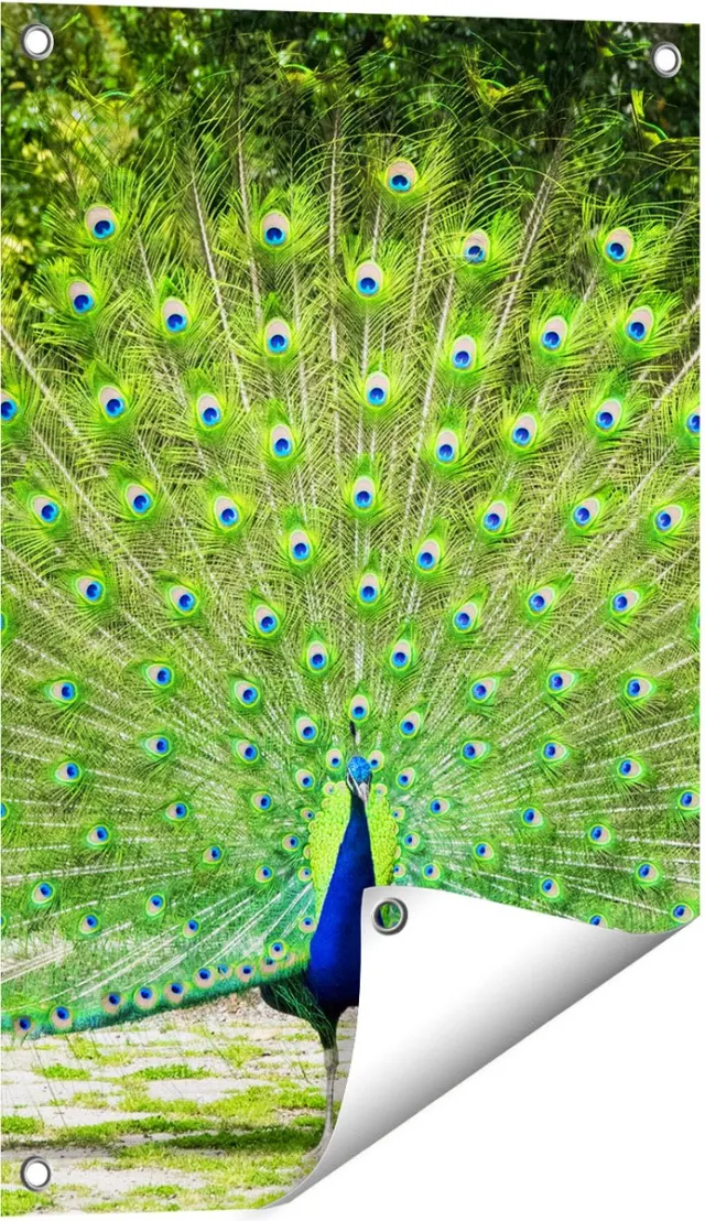Gards Tuinposter Pauw met Grote Kleurrijke Veren - 40x60 cm - Tuindoek - Tuindecoratie - Wanddecoratie buiten - Tuinschilderij Multikleur
