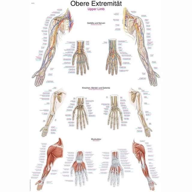 Erler-Zimmer Het menselijk lichaam - anatomie poster bovenste extremiteit (kunststof-folie, 70x100 cm)