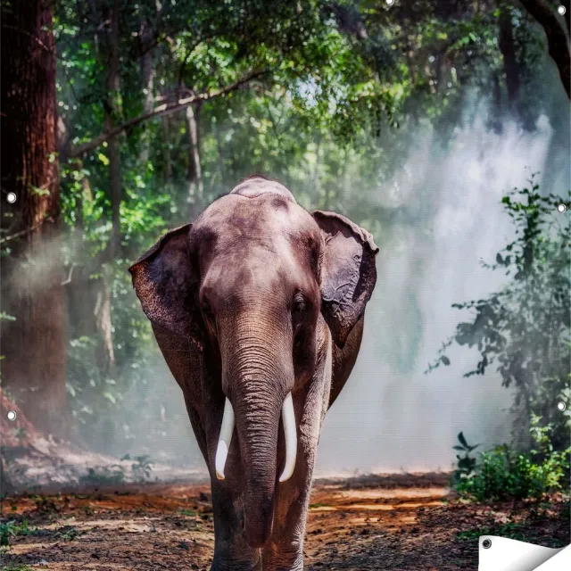 Gards Tuinposter Olifant in het Bos - 120x120 cm - Tuindoek - Tuindecoratie - Wanddecoratie buiten - Tuinschilderij Multikleur
