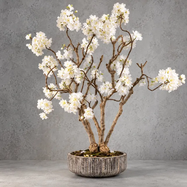 Seta Fiori Kunstbloesemboom Wit 75 cm - Handgemaakt in Nederland - Echte Houten Stam - Japanse Sakura Bloesem voor Binnen