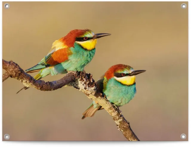 Reinders Tuinposter De Bijeneter - 60 x 80 - Canvas - REINDERS
