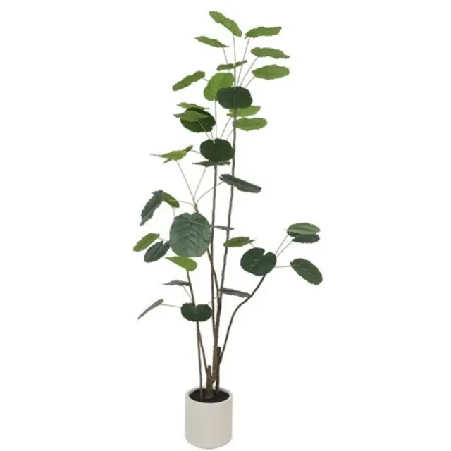 Decostar Polyscias 30x30x230cm grn groen