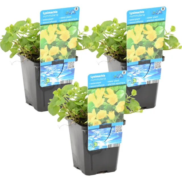 Bloomique Set van 3 - Lysimachia Nummularia - Penningkruid - Vijverplanten - Waterplanten - Winterhard - Hoogte 10-20 cm - Pot 9 cm 3x Kweekpot