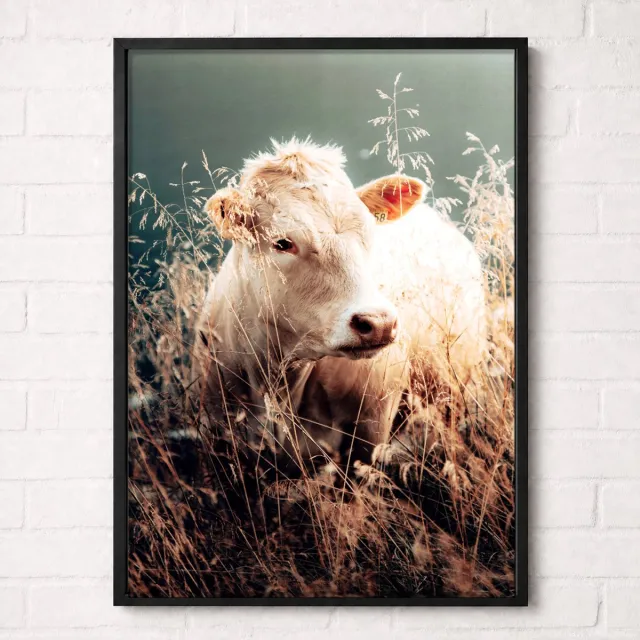 Kleurmedia Witte Hooglander in het Gras Poster - Nature Animals Collection - Natuur Posters - A2+ 43,2 x 61 cm
