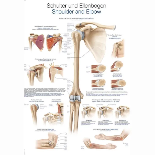 Erler-Zimmer Het menselijk lichaam - anatomie poster schouder en ellebooggewricht (kunststof-folie, 70x100 cm) False