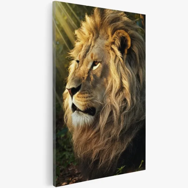 Saammp Canvas Schilderij - Leeuw in de zon - Natuur - Dieren - 30x45 - Foto op canvas - Wanddecoratie - Muurdecoratie Woonkamer - Slaapkamer decoratie - Canvas Print Multicolor