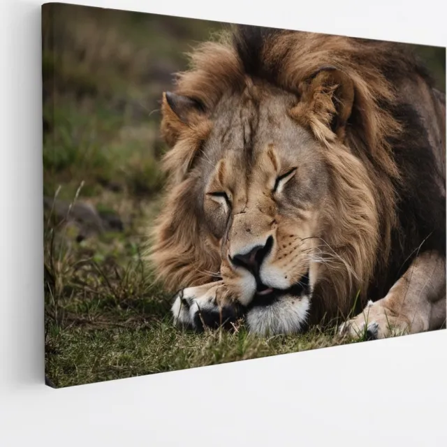 Saammp Canvas Schilderij - Slapende Leeuw - Dieren - Natuur - 50x40 - Foto op canvas - Wanddecoratie - Muurdecoratie Woonkamer - Slaapkamer decoratie - Canvas Print Multicolor