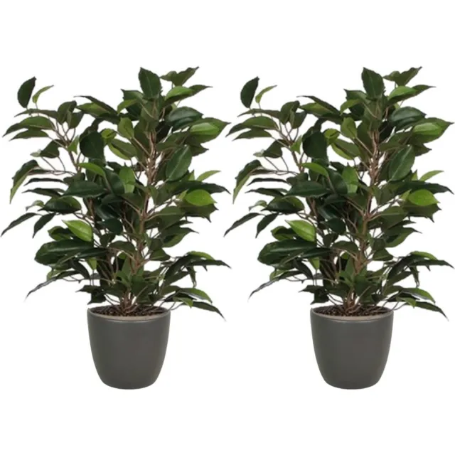 Mica Decorations 2x stuks groene ficus kunstplant 40 cm met plantenpot mat antraciet grijs D13.5 en H12.5 cm