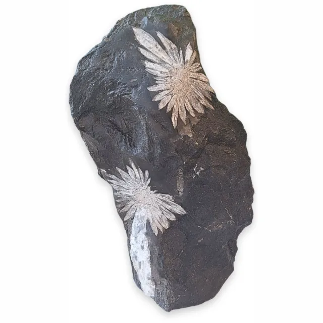 Ruben Robijn Chrysantensteen sculptuur nr.05 Wit / zwart