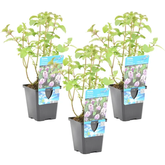 Bloomique Set van 3 - Mentha Aquatica - Watermunt - Vijverplanten - Waterplanten - Winterhard - Hoogte 10-20 cm - Pot 9 cm 3x Kweekpot