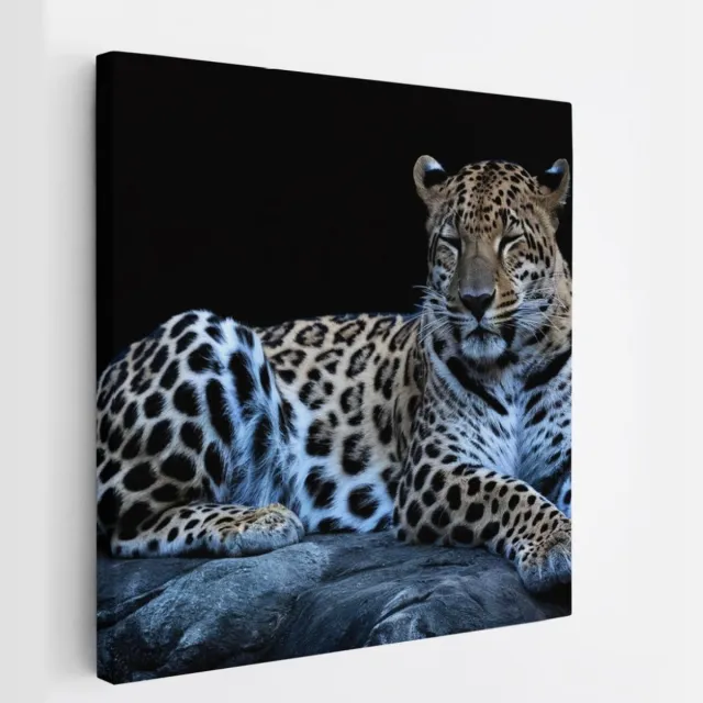 Saammp Canvas Schilderij - Luipaard op steen - Natuur - Dieren - 30x30 - Foto op canvas - Wanddecoratie - Muurdecoratie Woonkamer - Slaapkamer decoratie - Canvas Print Multicolor
