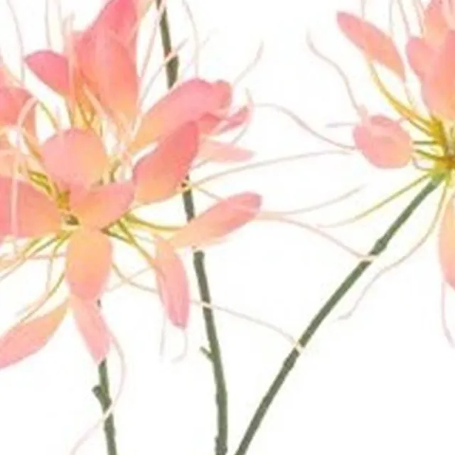 Erutan avon Spider flower spray peach 94 cm onbekend