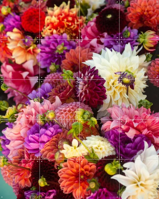 IXXI Dhalias, Margriet Hulsker - 80 x 100 cm - Grote wanddecoratie en posters - Fotografie, Kleurrijk, Woonkamer, Eetkamer, Bloemen Paars / Roze