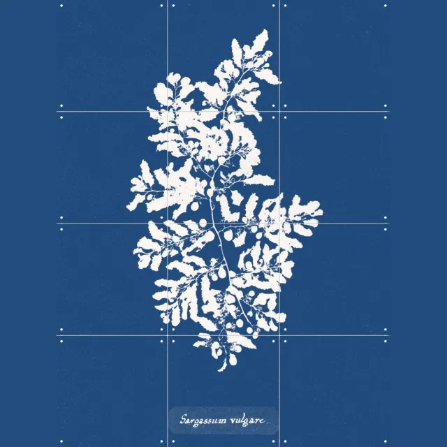 IXXI Sargassum Vulgare - Fern, Aster Edition - 60 x 80 cm - Grote wanddecoratie en posters - Grafisch Ontwerp, Illustraties, Houtsnede, Kleurrijk Blauw / Monochroom