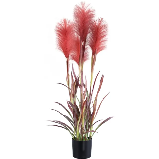 PTMD Grass Plant Burgundy Pampas Grass In Black Pot Rood