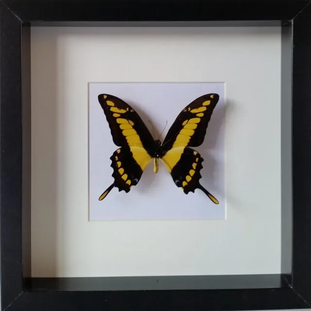 DeMuseumwinkel.com opgezette papilio thoas vlinder in houten diepe lijst. zwart
