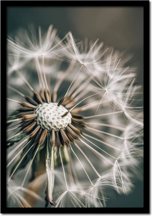 Plakkers Poster paardenbloem close up - 30cm x 40cm - vintage - woonkamer - slaapkamer - bloemen posters - goedkoop - muurposter - natuur - wanddecoratie Full-colour