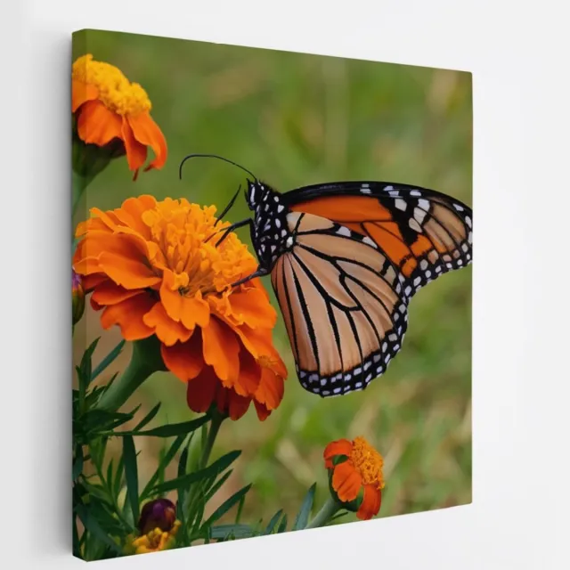 Saammp Canvas Schilderij - Vlinder - Oranje Bloemen - Dieren - Natuur - 40x40 - Foto op canvas - Wanddecoratie - muurdecoratie Woonkamer - Slaapkamer decoratie - Canvas Print Multicolor