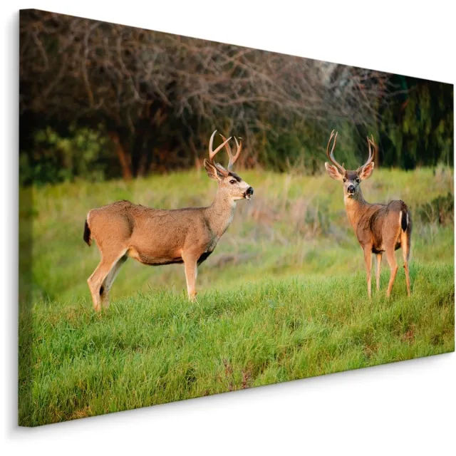 karo-art Schilderij - Twee Herten in het Veld, Premium Print multikleur