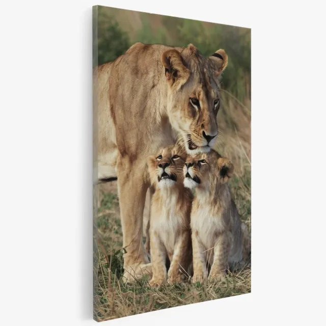 Saammp Canvas Schilderij - Leeuw met 2 welpen - Natuur - Dieren - 50x70 - Foto op canvas - Wanddecoratie - Muurdecoratie Woonkamer - Slaapkamer decoratie - Canvas Print Multicolor