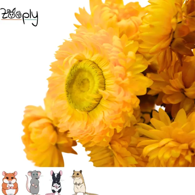 Zooply Strobloem - Geel - 70 gram - in koker