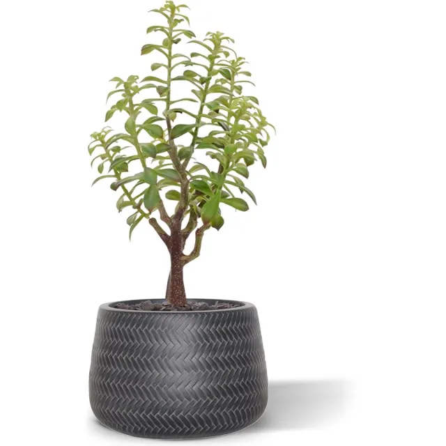 maxifleur Kunstplanten Crassula Bonsai kunstplant 40cm - grijs Groen