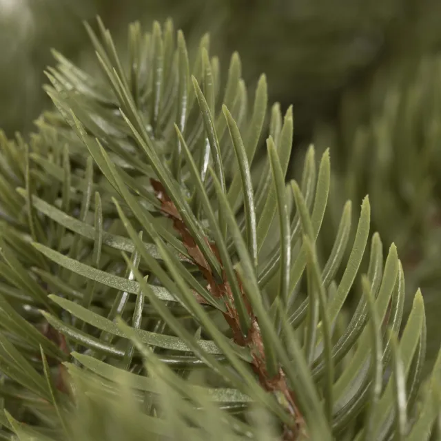 springos Kerstkrans | Kerst Decoratie | 35 cm Groen