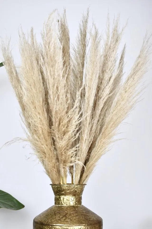 Natuurlijk Bloemen Pampas pluimen - Droogbloemen - Naturel - 10 stuks - 100cm - Natuurlijk Bloemen