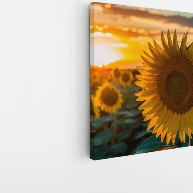 Saammp Canvas Schilderij - Zonnebloemen - Natuur - Landschap - 60x60 - Foto op canvas - Wanddecoratie - Muurdecoratie Woonkamer - Slaapkamer decoratie - Canvas Print Multicolor