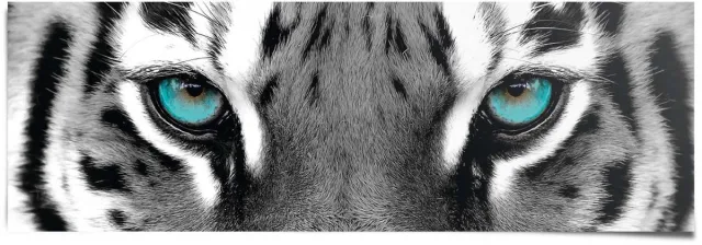 Reinders Poster Siberische Tijger - 53 x 158 - Papier - REINDERS Zwart-Wit