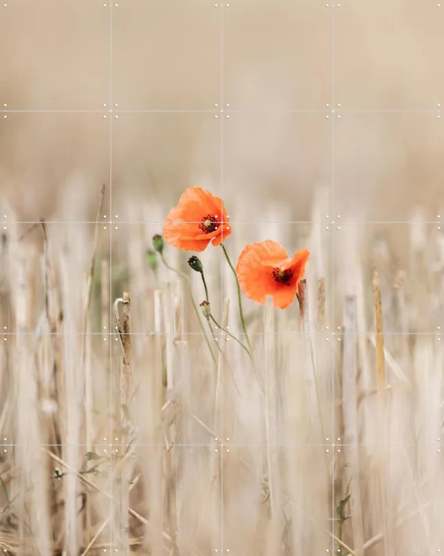 IXXI Summer Poppies, Mareike Böhmer - 80 x 100 cm - Grote wanddecoratie en posters - Fotografie, Slaapkamer, Gang, Woonkamer, Wilde Bloemen, Velden Rood / Beige