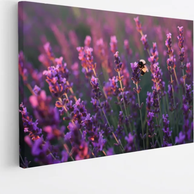 Saammp Canvas Schilderij - Lavendel met bij - Natuur - Landschap - 45x30 - Foto op canvas - Wanddecoratie - Muurdecoratie Woonkamer - Slaapkamer decoratie - Canvas Print Multicolor
