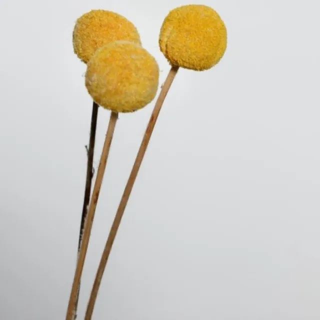 Artemio CRASPEDIA JAUNE PRÉSERVÉE H55CM DIA,2,5,3CM,20PCS Geel