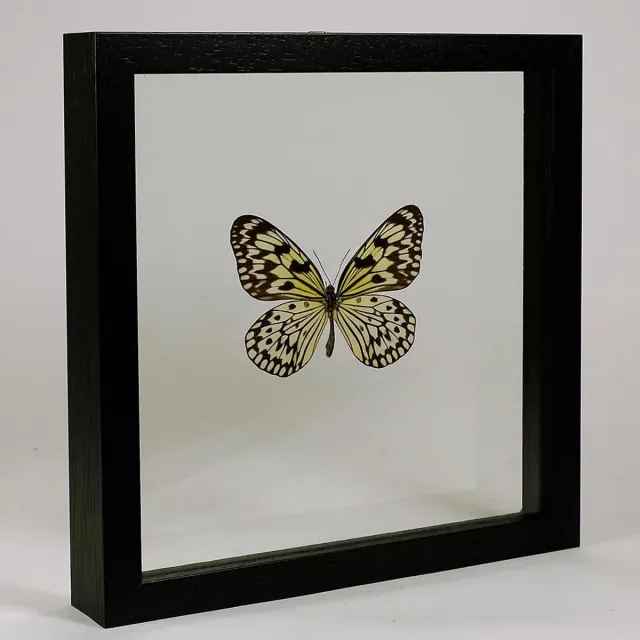 Vlinders in Lijst Opgezette vlinder in dubbelglas lijst - Idea leuconoe obscura Zwart