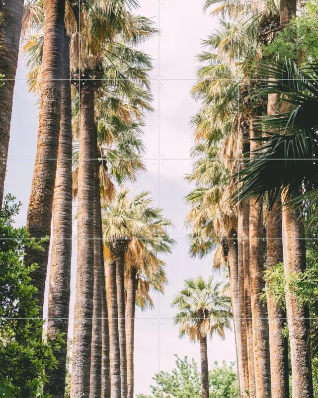 IXXI Palm Tree Lane, Pati Photography - 80 x 100 cm - Grote wanddecoratie en posters - Fotografie, Slaapkamer, Woonkamer, Gang, Botanisch, Planten Lichte tinten / Groen