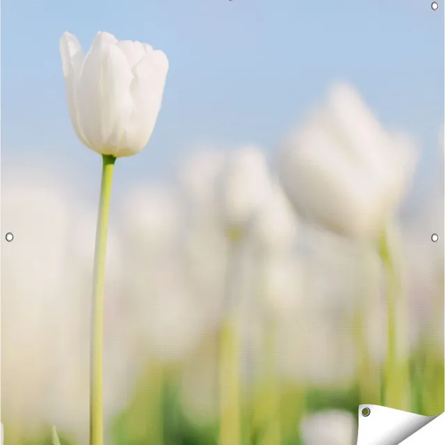 Gards Tuinposter Witte Tulpen - Bloemen - 100x100 cm - Tuindoek - Tuindecoratie - Wanddecoratie buiten - Tuinschilderij Multikleur