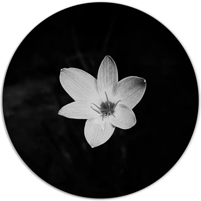 Label2X Muurcirkel - Flower Black White - Ø 50 cm - Forex - Multicolor - Wandcirkel - Rond Schilderij - Bloemen en Planten - Muurdecoratie Cirkel - Wandecoratie rond - Decoratie voor woonkamer of slaapkamer Flower Black White - Multicolour