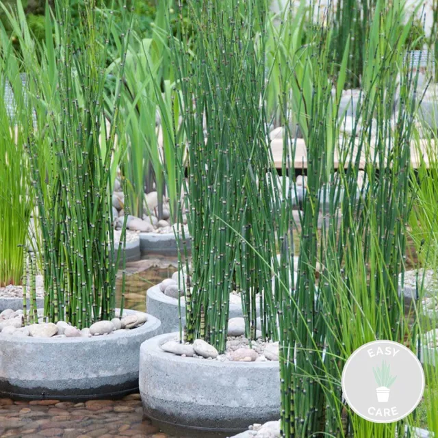 Bloomique Equisetum Japonicum - Japanse Holpijp - Vijverplanten - Waterplanten - Winterhard - Hoogte 20-30 cm - Pot 9 cm Groen