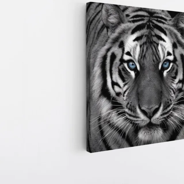 Saammp Canvas Schilderij - Tijger met blauwe ogen- Natuur - Dieren - Zwart-Wit - 30x30 - Foto op canvas - Wanddecoratie - muurdecoratie Woonkamer - Slaapkamer decoratie - Canvas Print Multicolor