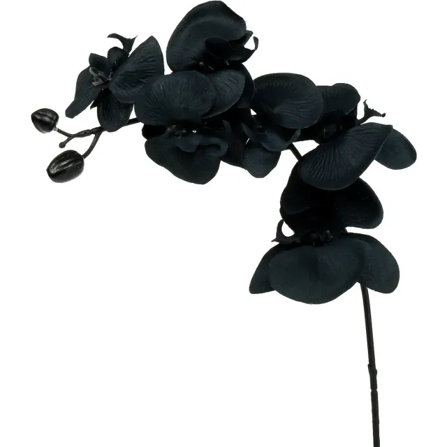 Viana Orchidee ter decoratie Zwart 54cm