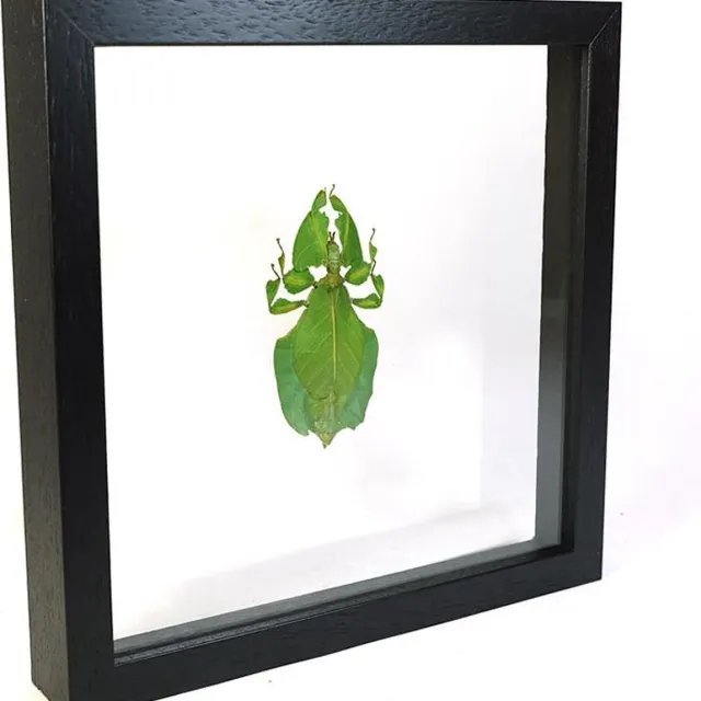 Vlinders in Lijst Opgezet Wandelend Blad in Zwarte Lijst Dubbelglas - Phyllium Celebicum