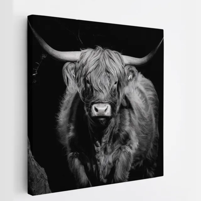 Saammp Canvas Schilderij - Schotse Hooglander Koe - Zwart-Wit - Dieren - Portret - 60x60 - Foto op canvas - Wanddecoratie - muurdecoratie Woonkamer - Slaapkamer decoratie - Canvas Print Multicolor