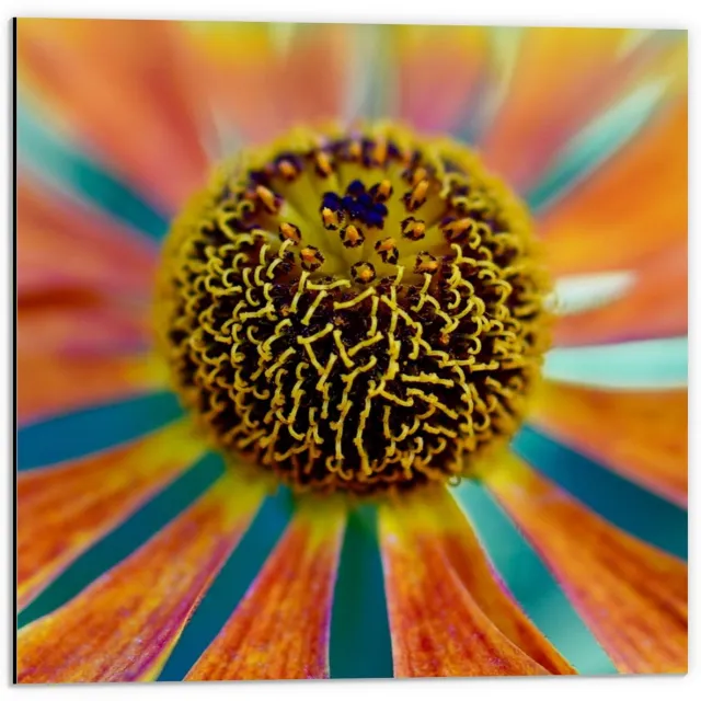 KuijsFotoprint Dibond - Bloem met veel Kleuren - 50x50cm Foto op Aluminium (Wanddecoratie van metaal) Blauw