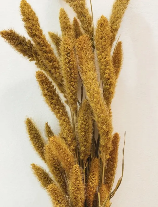 DBG Setaria geel - boeket gedroogde bloemen - De Woonbiotoop