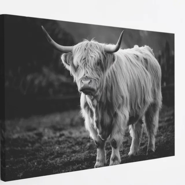 Saammp Canvas Schilderij - Schotse Hooglander Koe - Zwart-Wit - Dieren - Natuur - 50x40 - Foto op canvas - Wanddecoratie - muurdecoratie Woonkamer - Slaapkamer decoratie - Canvas Print Multicolor