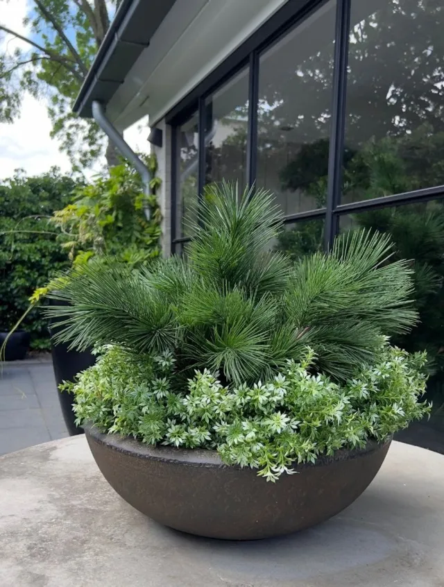 LeopoldFlora Eucalyptus kunststruikje groen-wit 30cm UV