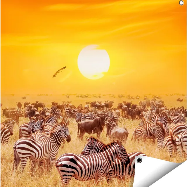 Gards Tuinposter Kudde Zebra's bij een Oranje Zonsondergang - 70x70 cm - Tuindoek - Tuindecoratie - Wanddecoratie buiten - Tuinschilderij Multikleur