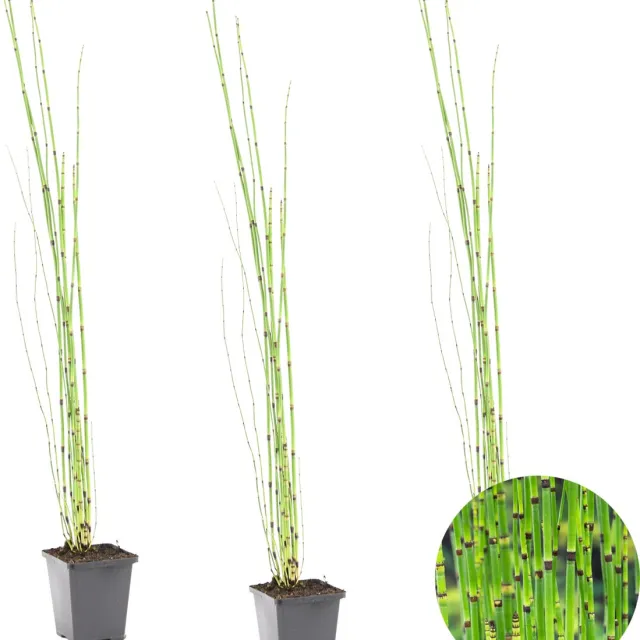 Bloomique Set van 3 - Equisetum Japonicum - Japanse Holpijp - Vijverplanten - Waterplanten - Winterhard - Hoogte 20-30 cm - Pot 9 cm 3x Kweekpot