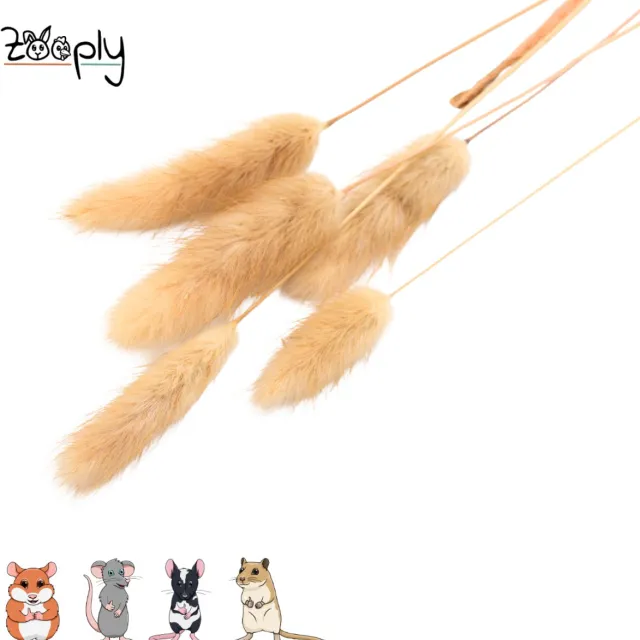 Zooply Hazenstaart - 70 gram - in koker